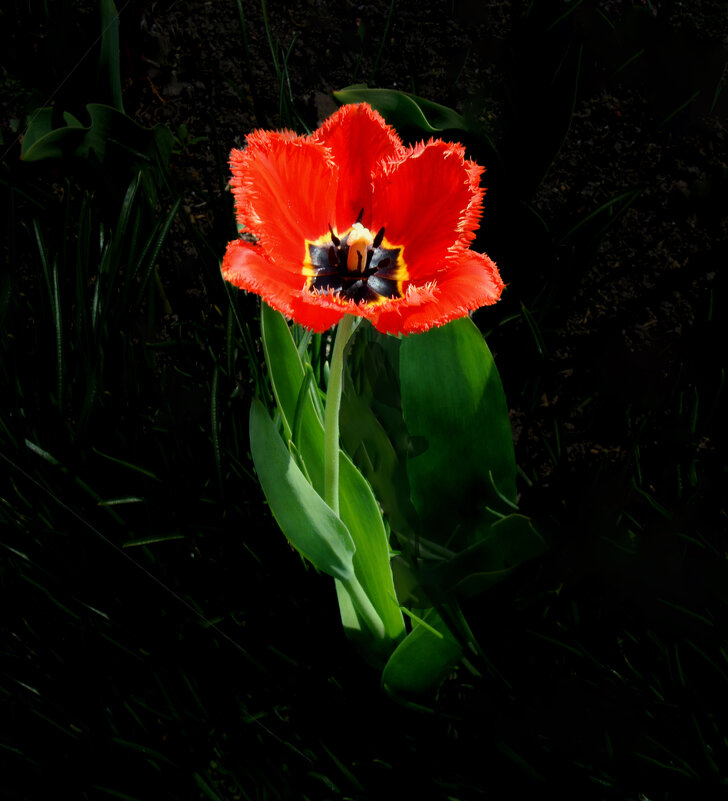 Махровый тюльпан в саду - Евгений Махровый тюльпан в саду - Евгений