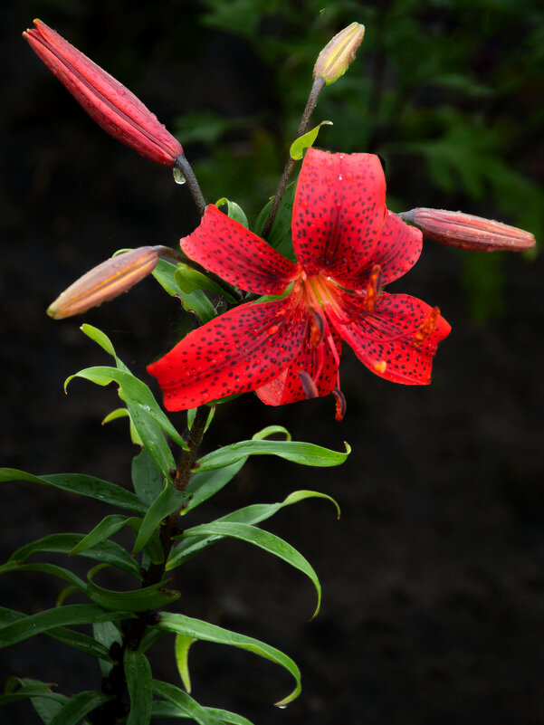 Свенский монастырь/ Тигровая лилия - Евгений Свенский монастырь/ Тигровая лилия - Евгений