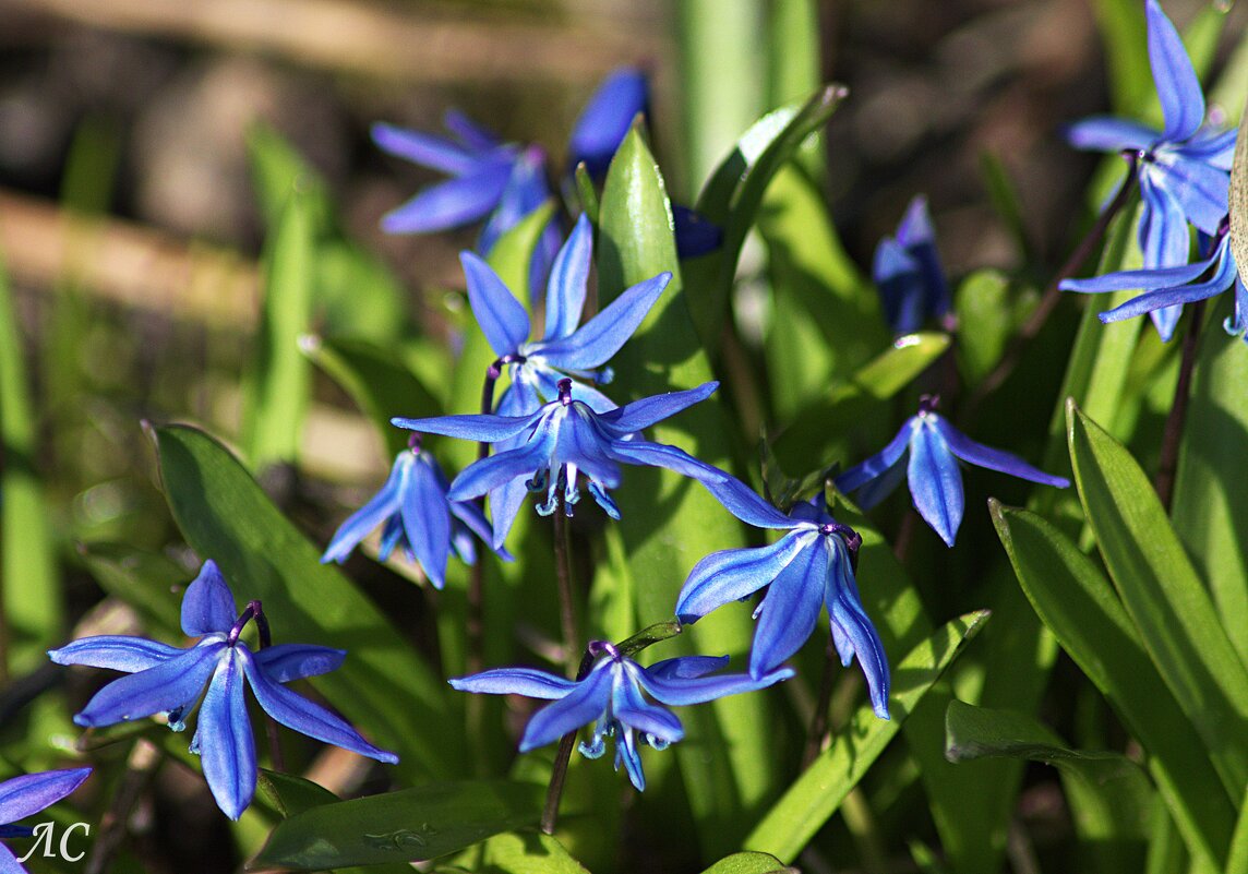 Пролеска сибирская - Любовь Сахарова