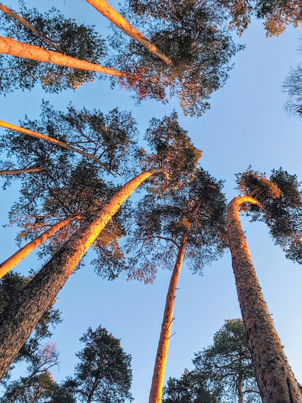 Где сОсны рвутся в Небо!  ...  ( в ласковых лучах рассвета  ) - Елена Хайдукова  ( Elena Fly )