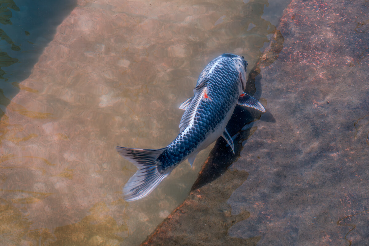 Карп кои - Игорь Сикорский