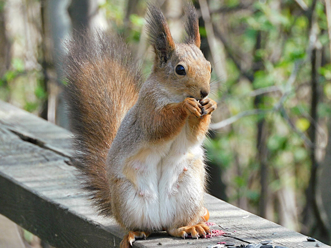 Белка - Лина Белка - Лина