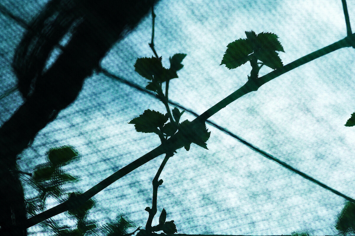 Через сетку - Юрий Гайворонскiий