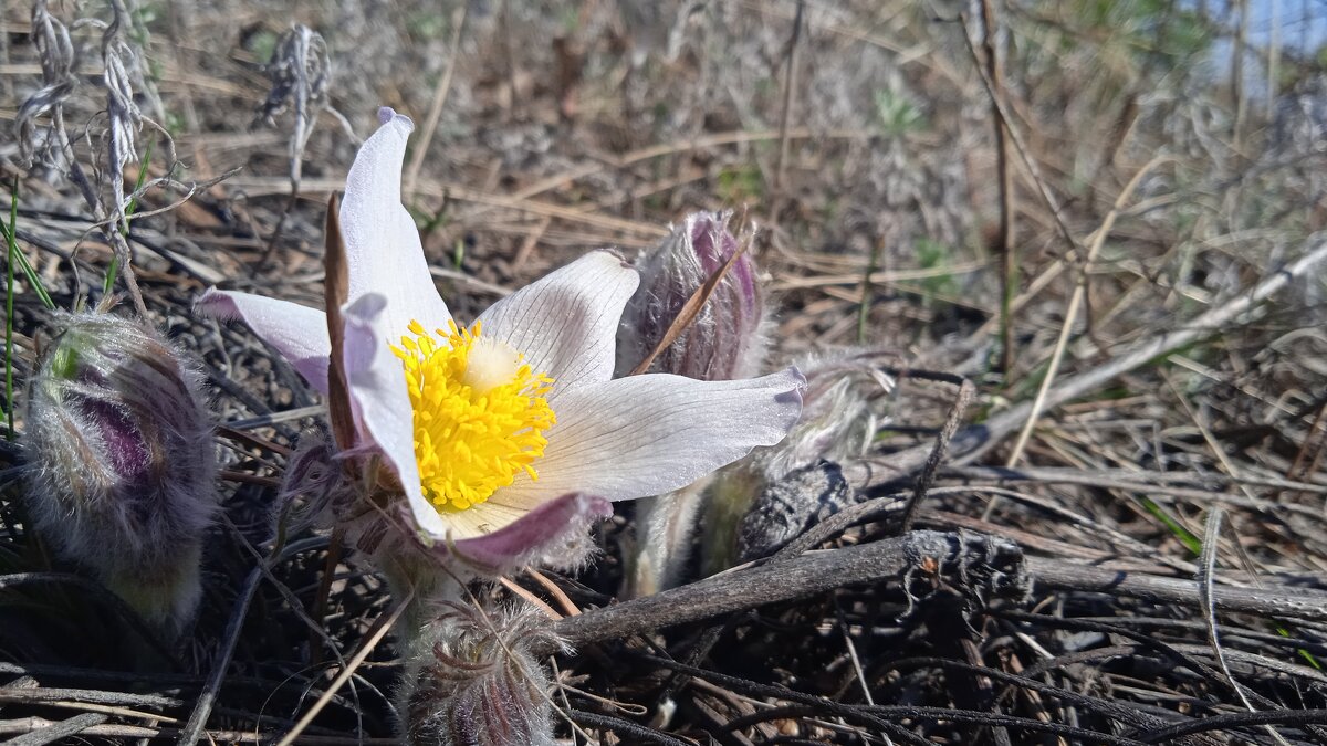 цветы как звёзды - Елена Шаламова цветы как звёзды - Елена Шаламова