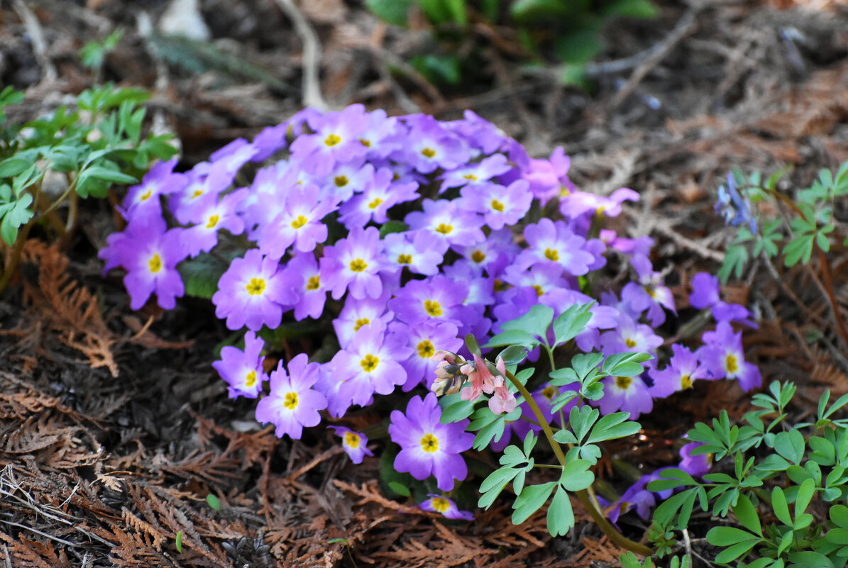 Москва. Ботанический сад МГУ. - Наташа ***** Москва. Ботанический сад МГУ. - Наташа *****