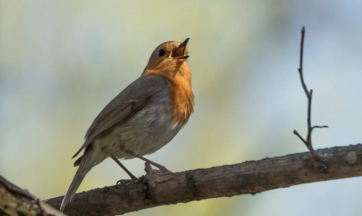 Зарянка. - Владимир Безбородов Зарянка. - Владимир Безбородов