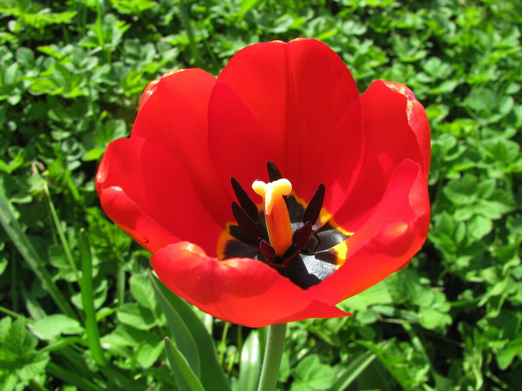 Яркий красавец - Людмила Смородинская Яркий красавец - Людмила Смородинская