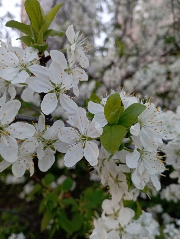 Вишня цветет - Елена Семигина