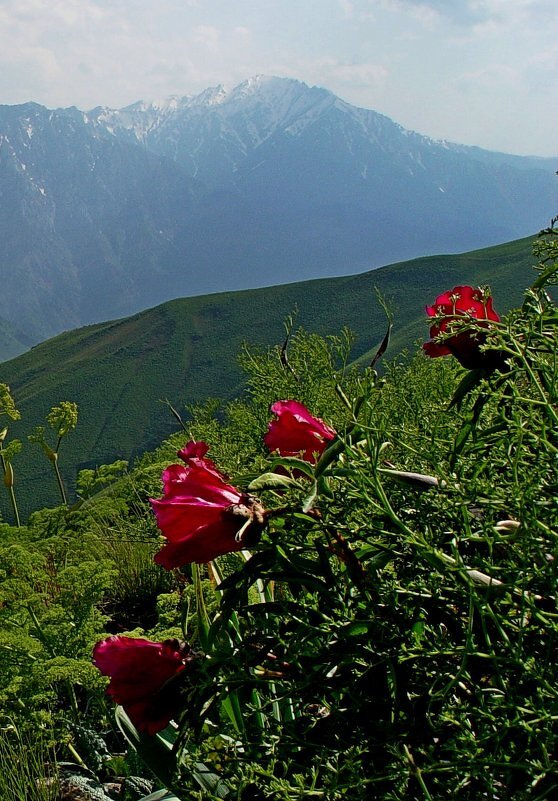 БОЛЬШОЙ ЧИМГАН, 3300м, вид со стороны. - Виктор Осипчук БОЛЬШОЙ ЧИМГАН, 3300м, вид со стороны. - Виктор Осипчук