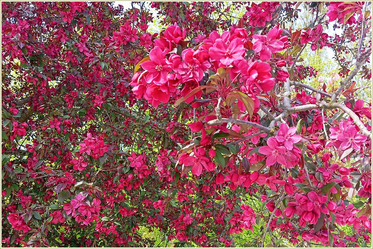 Яблоня декоративная пурпурная. - Валерия Комова