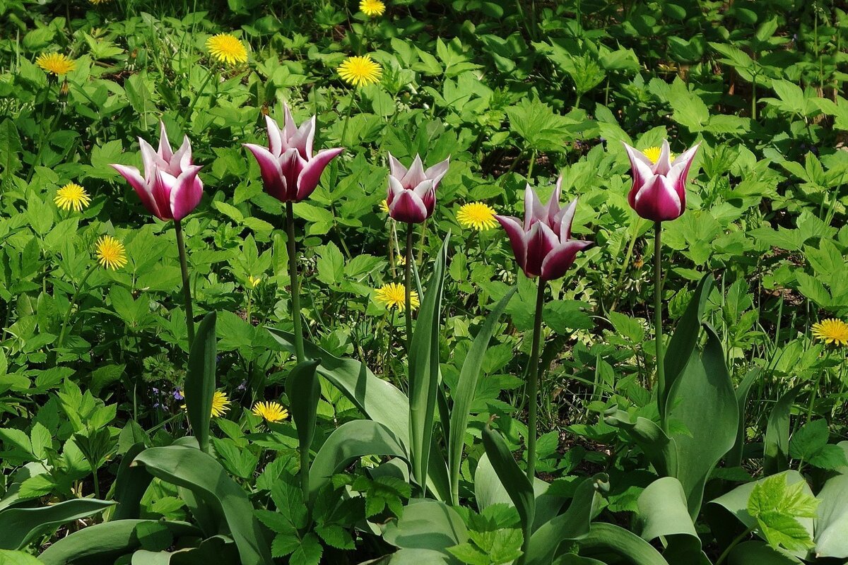 Тюльпаны - Рита Симонова