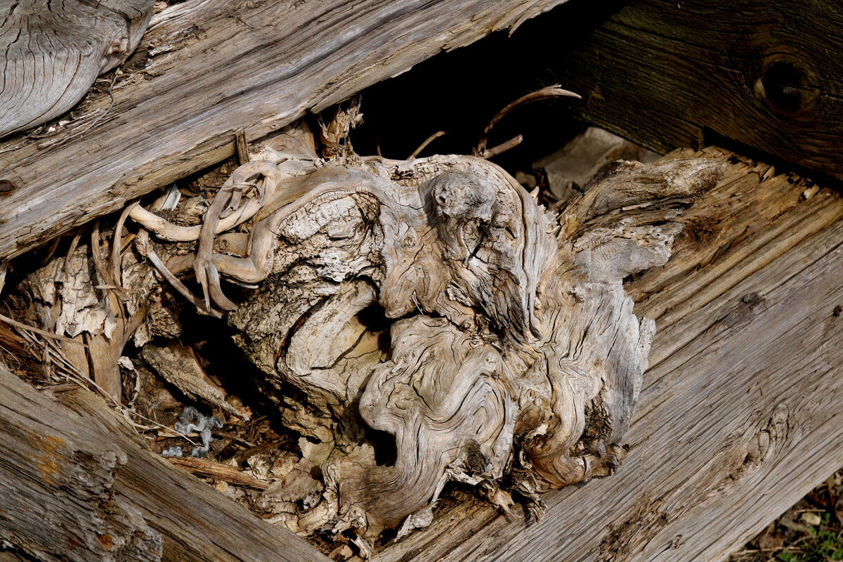 Спящая красавица дерева - Ivan VIKAR Спящая красавица дерева - Ivan VIKAR