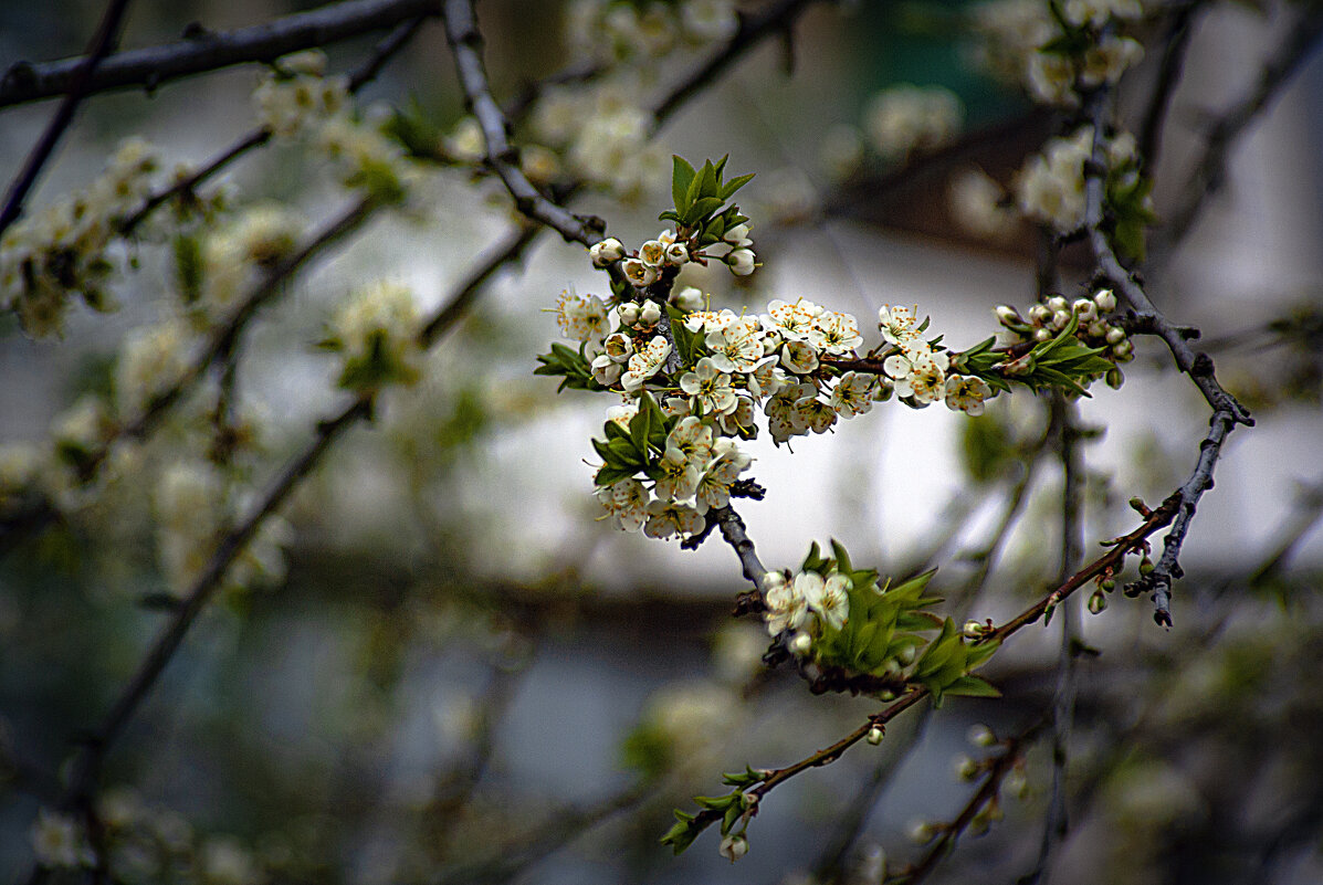 Цветение абрикоса - Владимир Кроливец