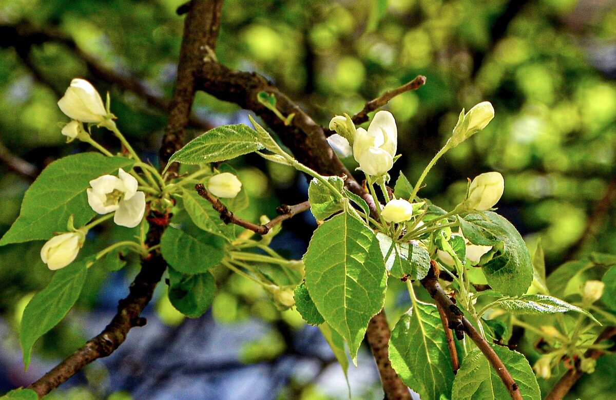 Яблоня - Oleg4618 Шутченко Яблоня - Oleg4618 Шутченко