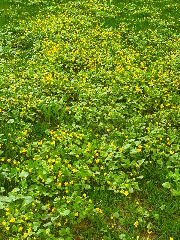 Время, когда природа просыпается от долгого сна…. - Iren Brilliance Время, когда природа просыпается от долгого сна…. - Iren Brilliance