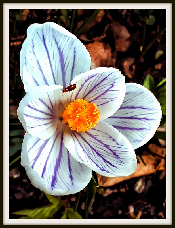 Первоцвет. - Михаил Малец