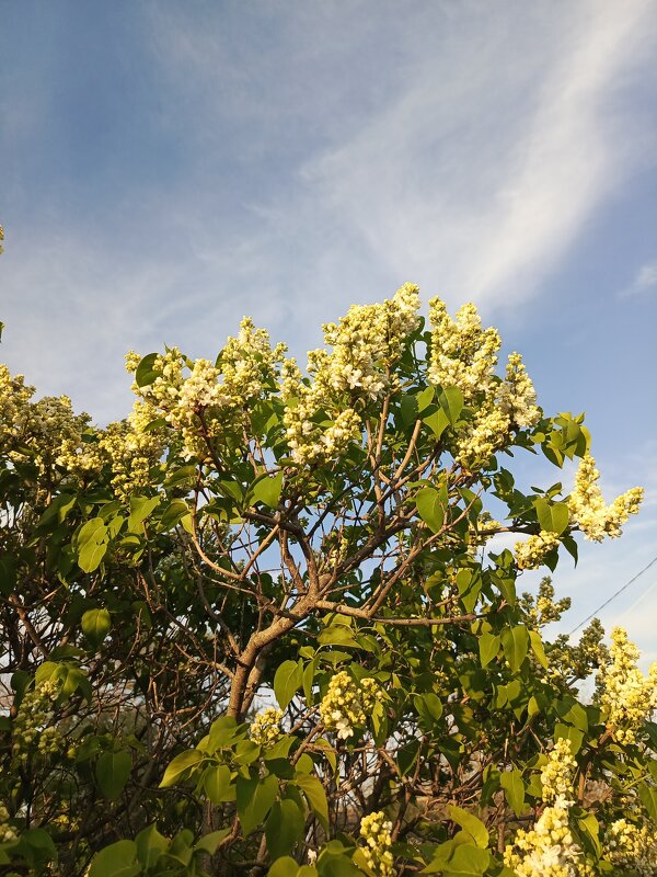 Белая сирень - Татьяна Пальчикова
