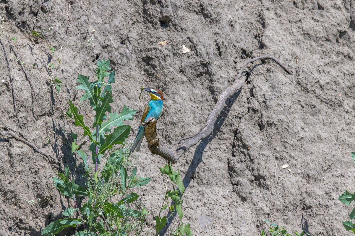 золотистые щурки. - юрий макаров золотистые щурки. - юрий макаров