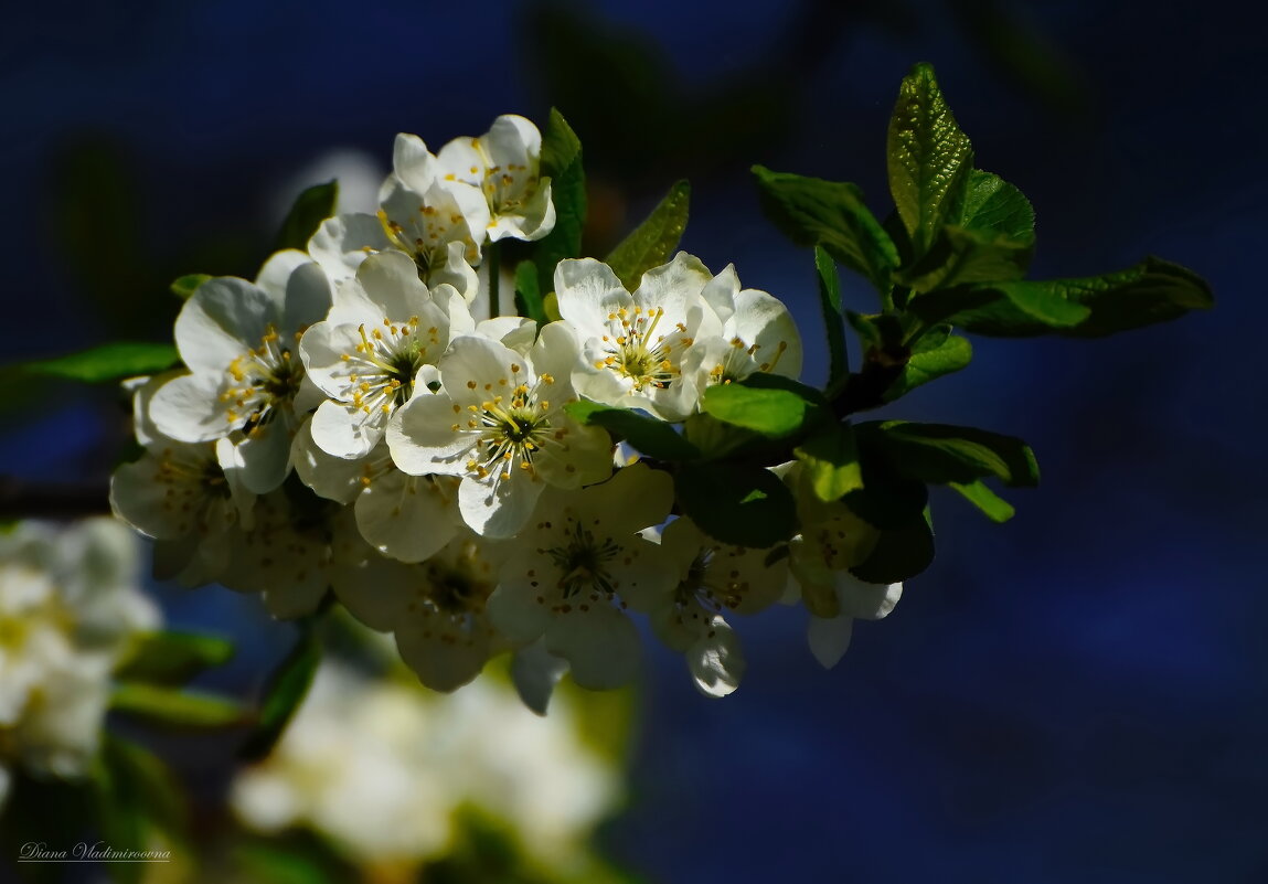 ВЕСНА. - DianaVladimirovna 