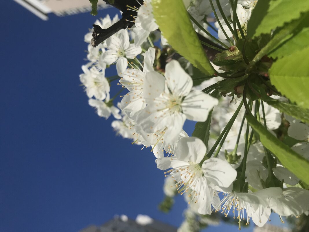 Прелестная нежность цветущих садов - Pippa Прелестная нежность цветущих садов - Pippa