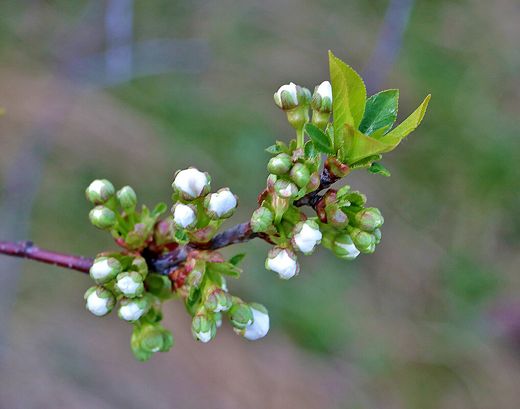 Вот-вот распустятся... - Светлана 