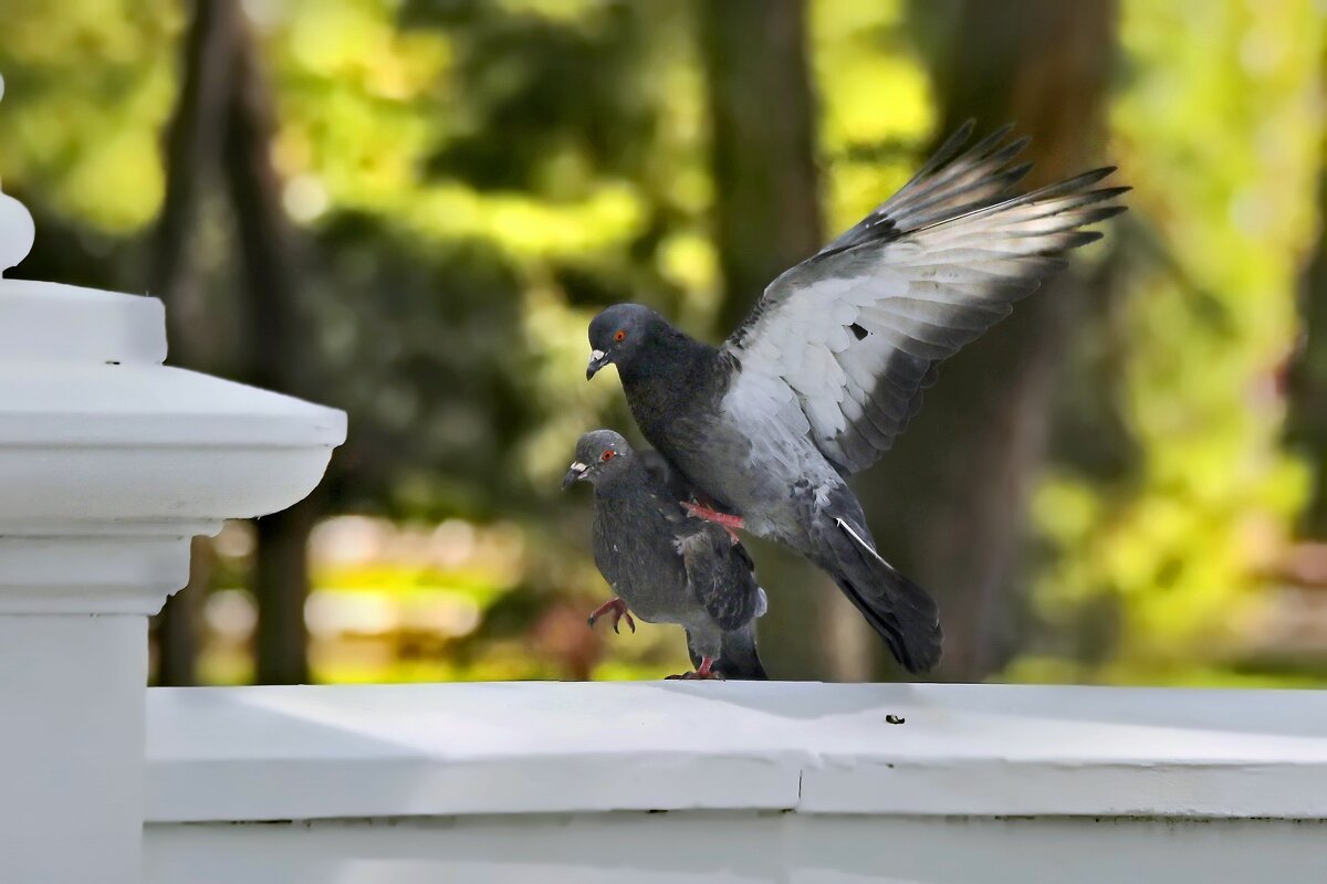Любовь в большом городе. - Татьяна Бравая