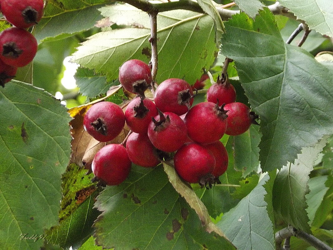 Боярышник - Freddy 97