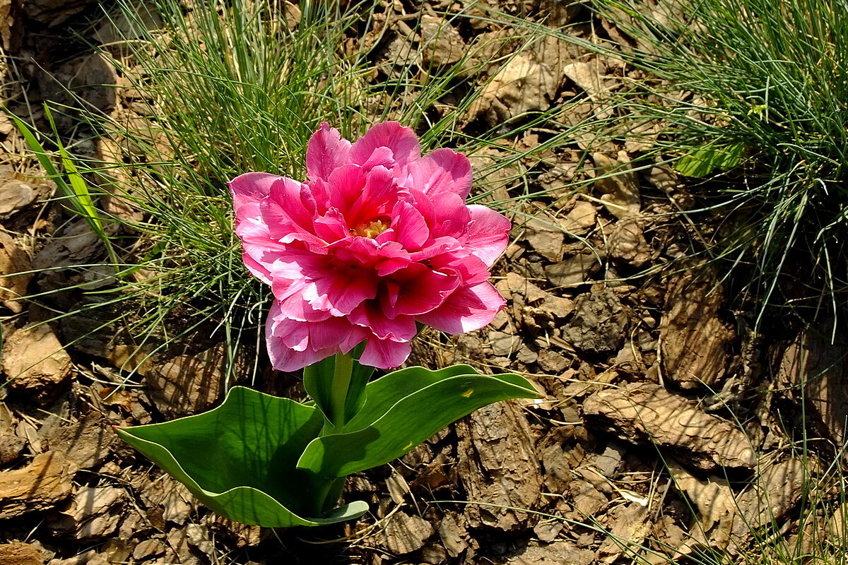Пионовый тюльпан - Фёдор Меркурьев Пионовый тюльпан - Фёдор Меркурьев
