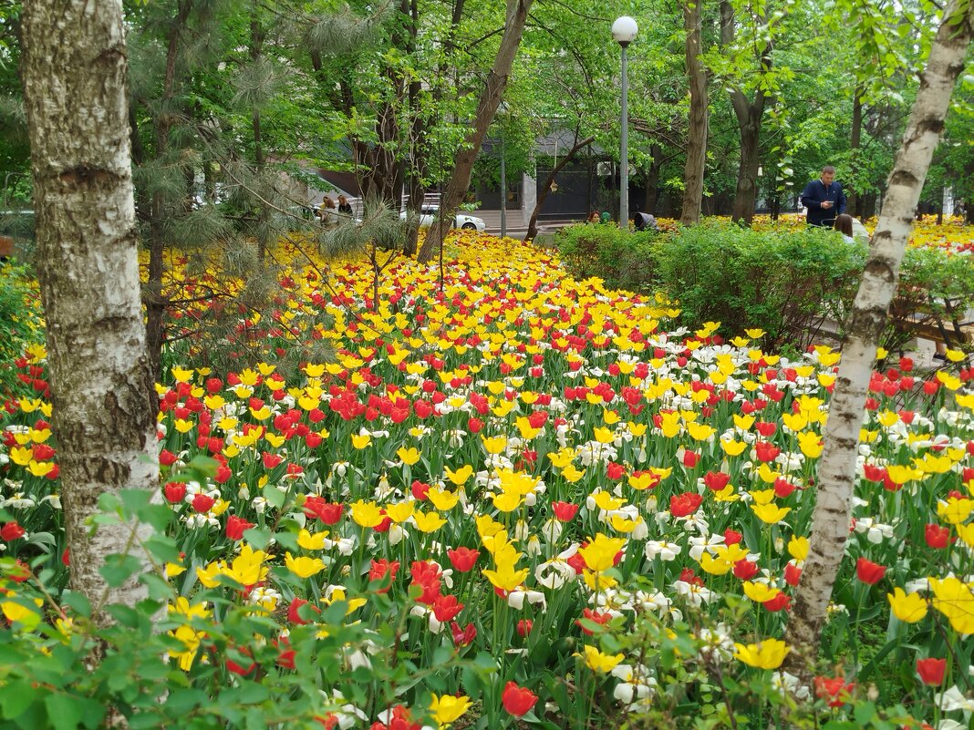 Меж двух берез! - Надежда Меж двух берез! - Надежда