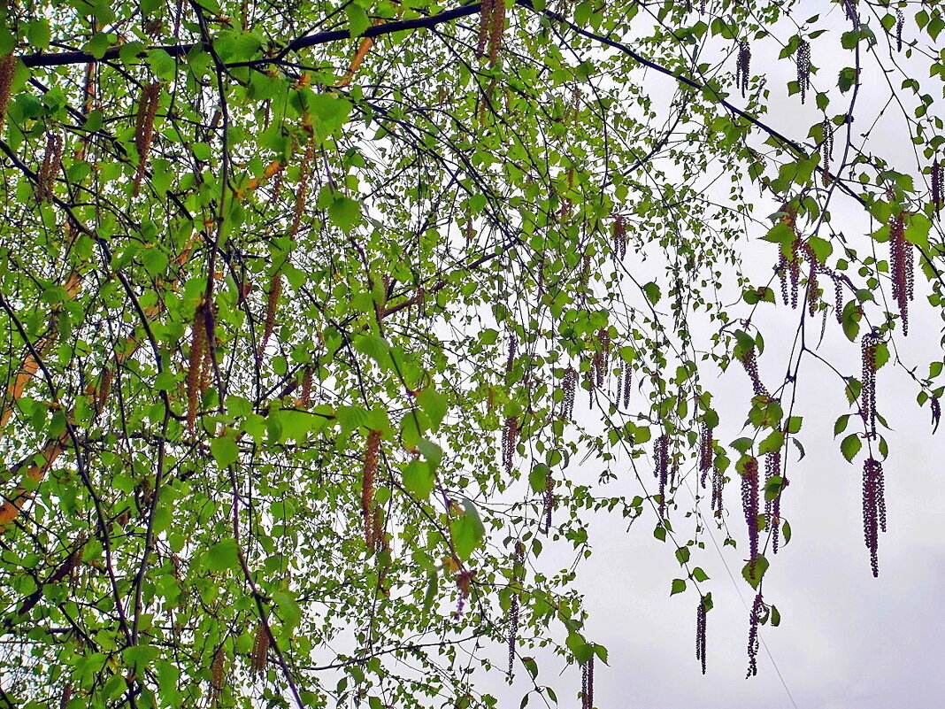 Серёжки на берёзке - это вновь весна пришла! - Ольга Довженко