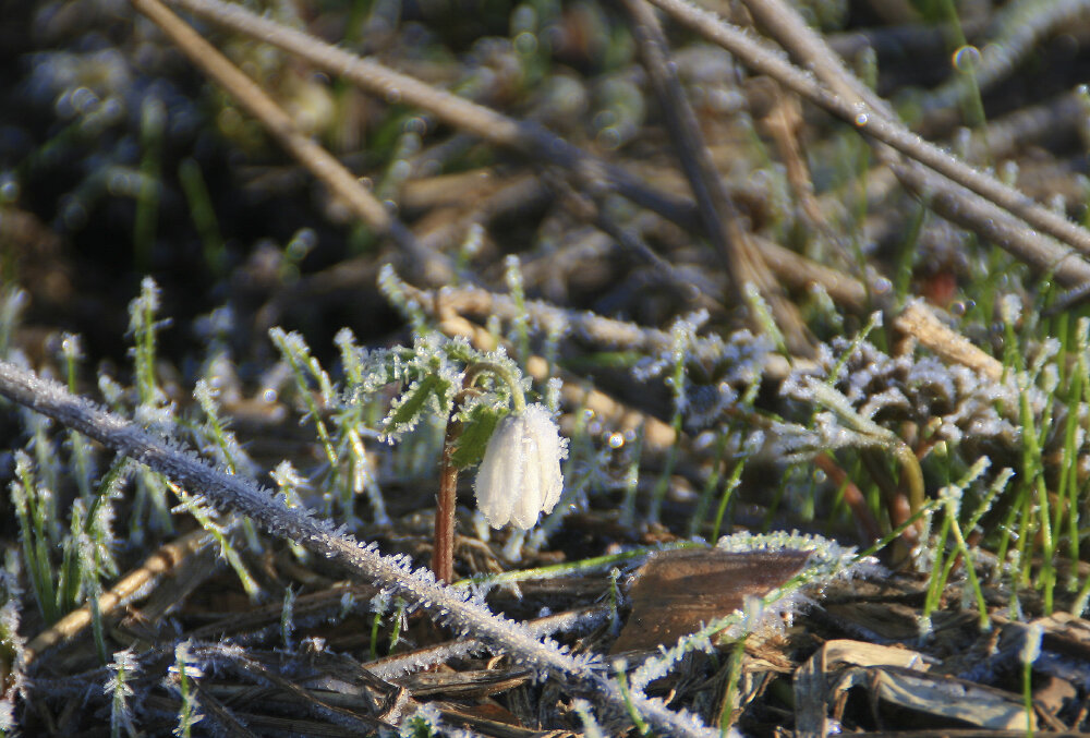 Утренний морозец - Галина Ильясова