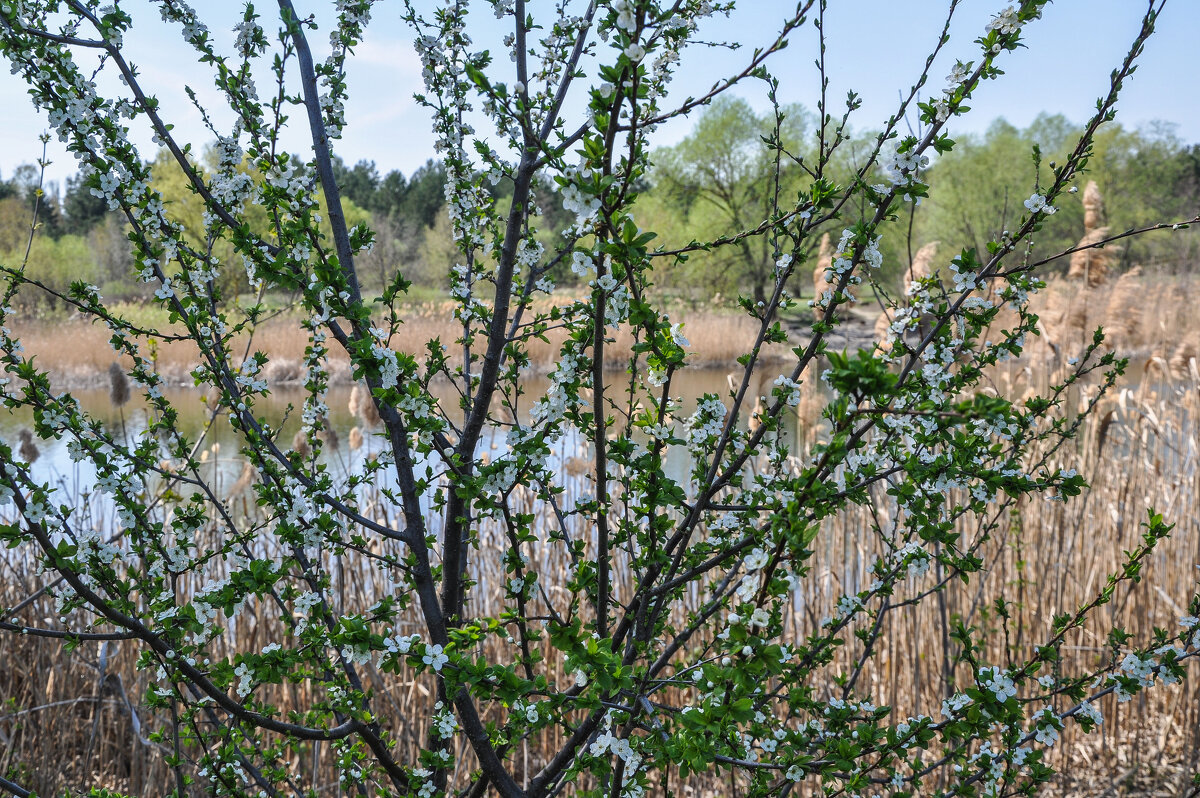 Всюду цветение - Татьяна Машошина