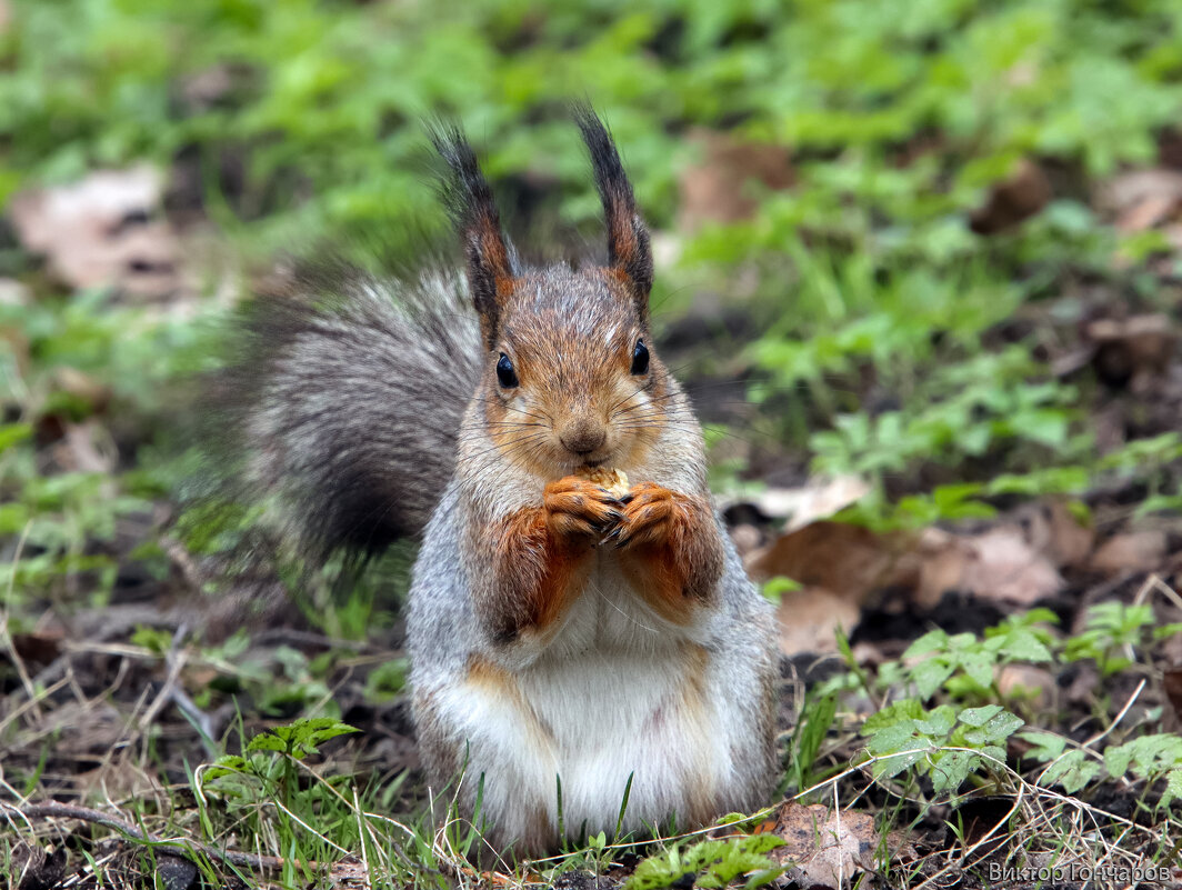 белка - Laryan1 белка - Laryan1