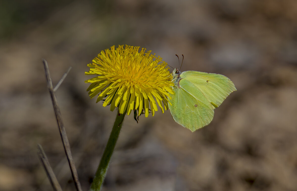 Первые бабочки. - Sergey (Apg)