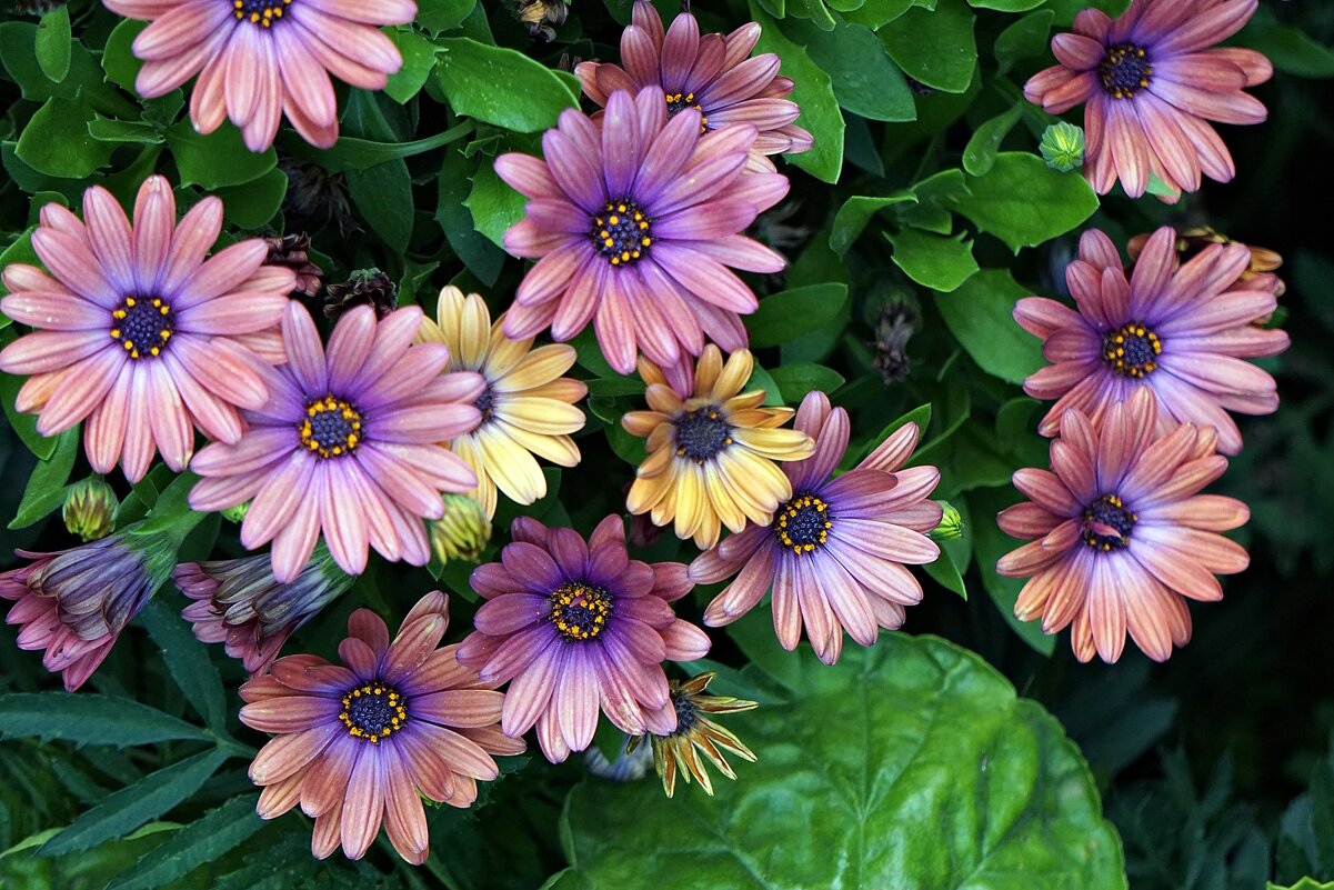 остеоспермум - Александр Корчемный