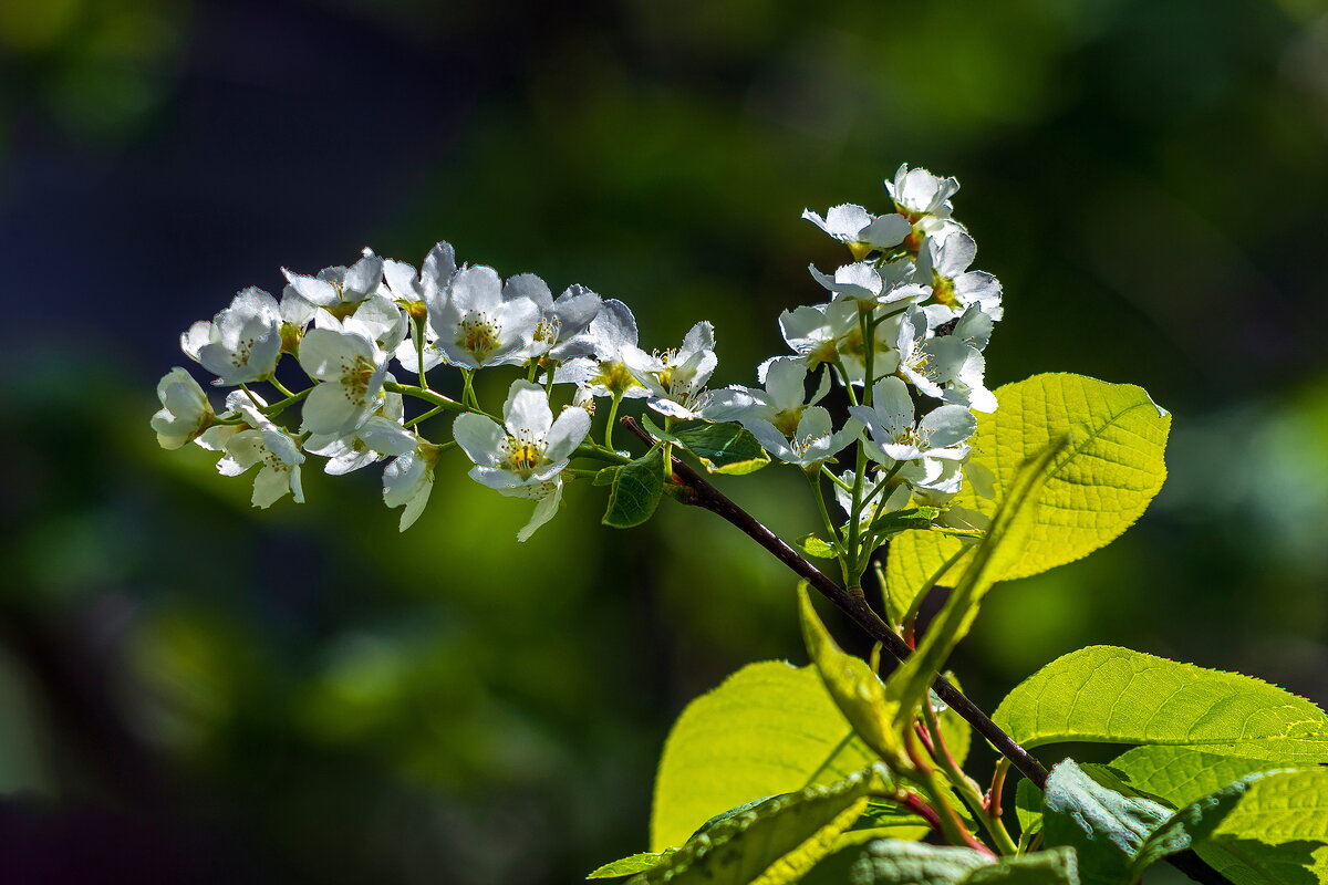 Зацвела черёмуха - быть похолоданию ! - Анатолий. Chesnavik.
