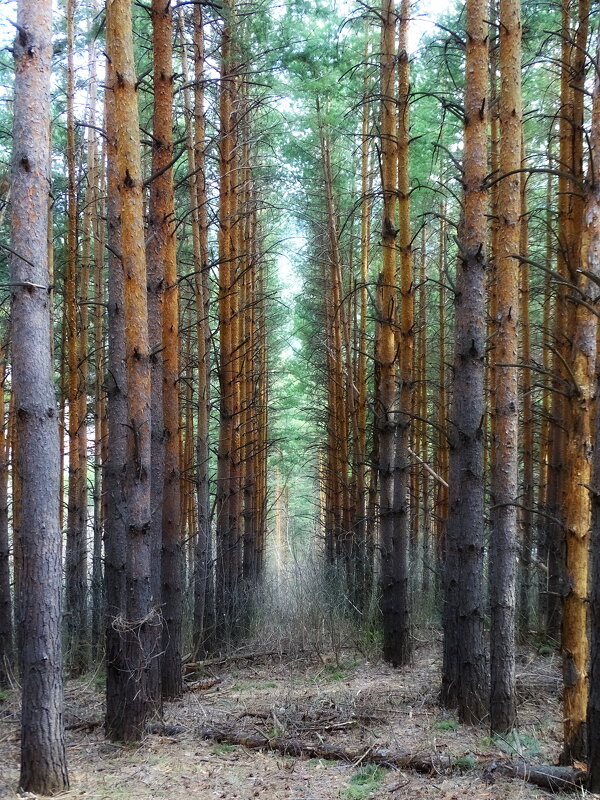 В сосновом бору - Павел Трунцев