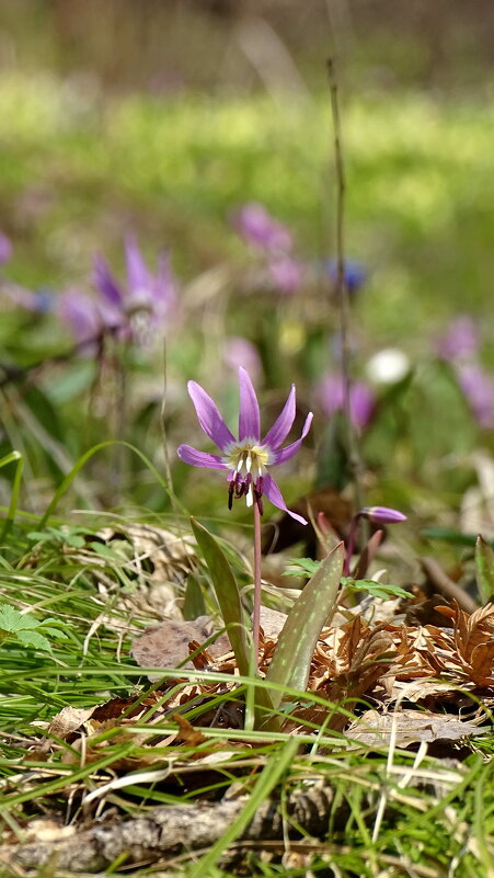 Проснулся - Павел Трунцев Проснулся - Павел Трунцев