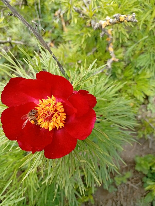 Кавминводы...  дикие пионы (лазорики) - Нина Бутко