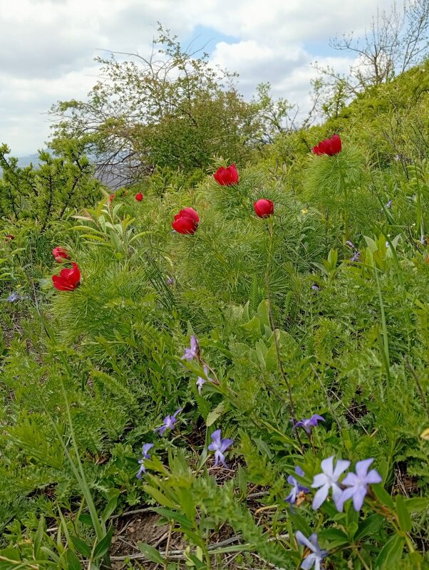 Кавминводы...  дикие пионы (лазорики) - Нина Бутко