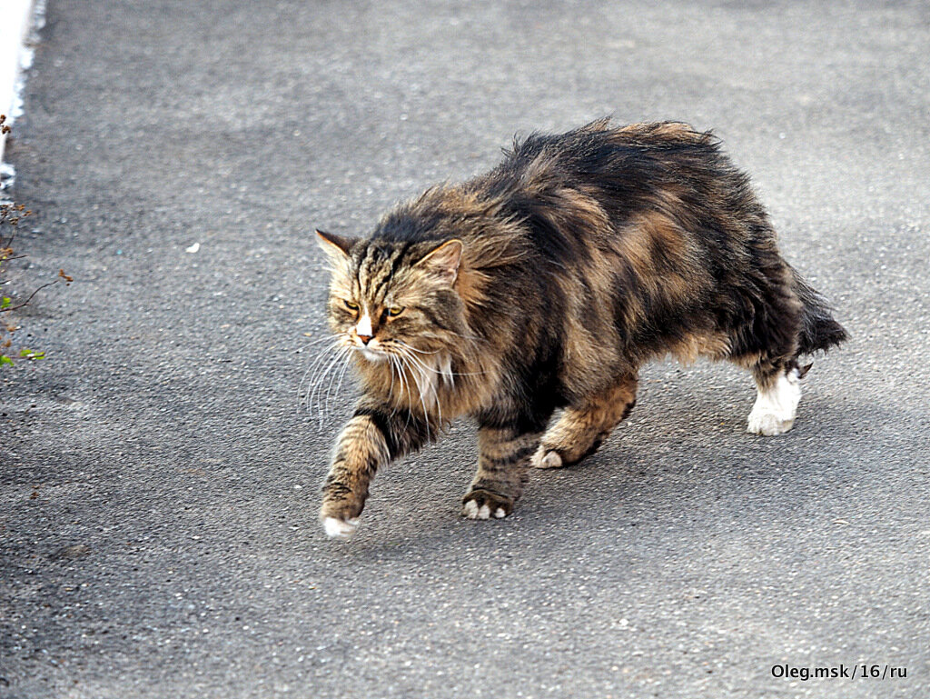 кот идет по городу - Олег Лукьянов кот идет по городу - Олег Лукьянов