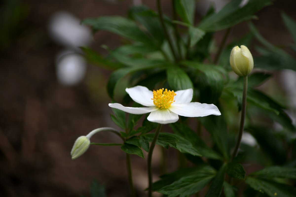 Ветреница - Татьяна Евдокимова