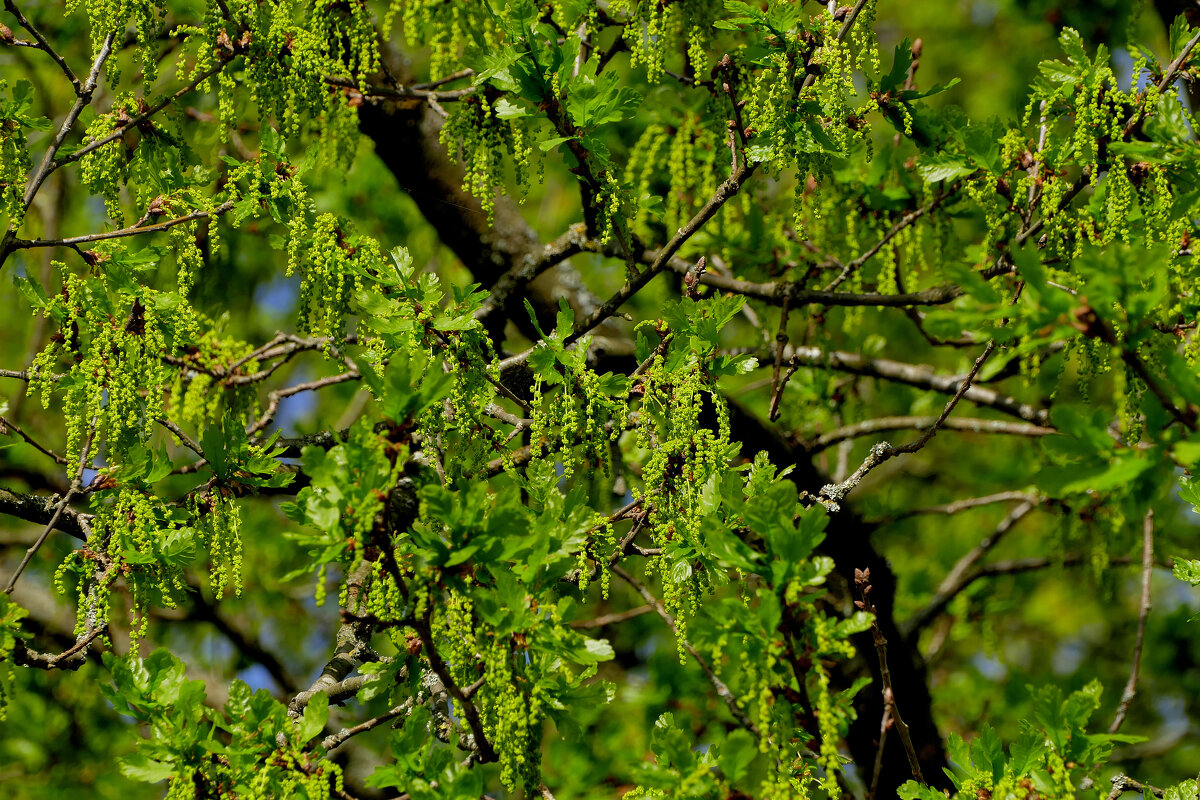 природа апреля 6 - Александр Прокудин природа апреля 6 - Александр Прокудин