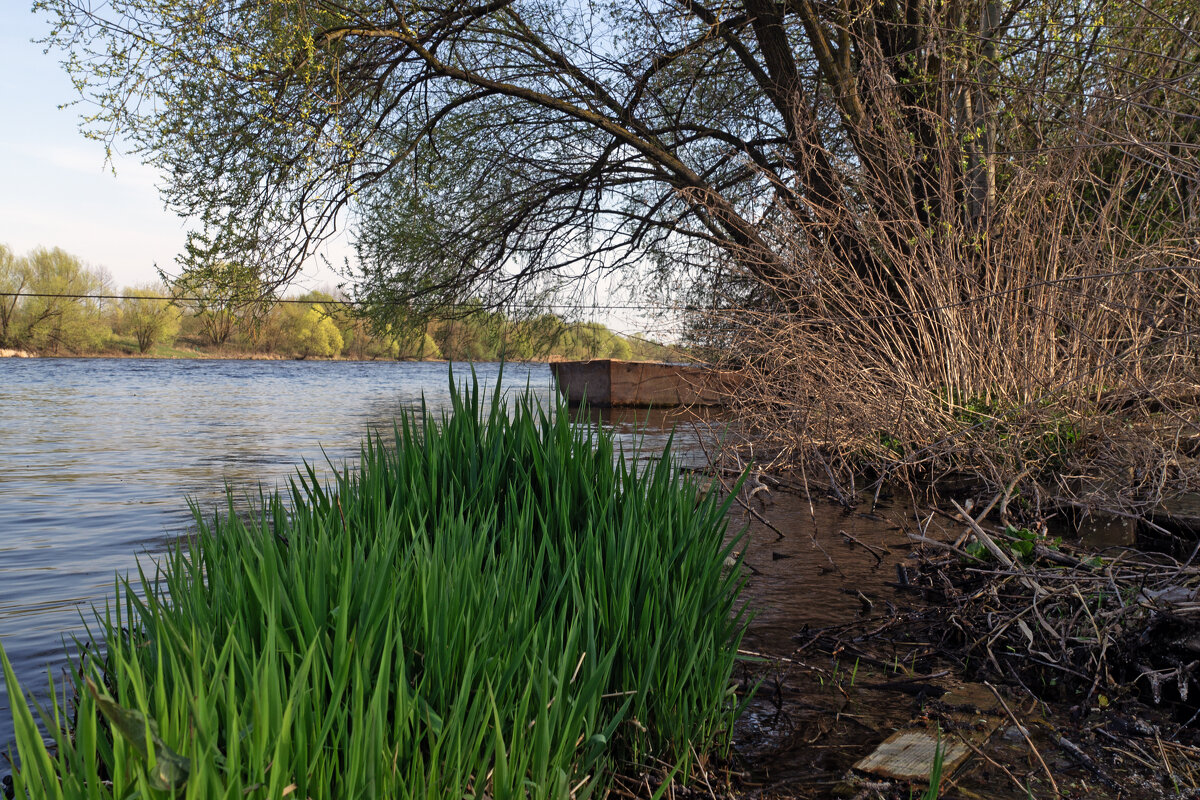 Зелень у берега - sorovey Sol Зелень у берега - sorovey Sol