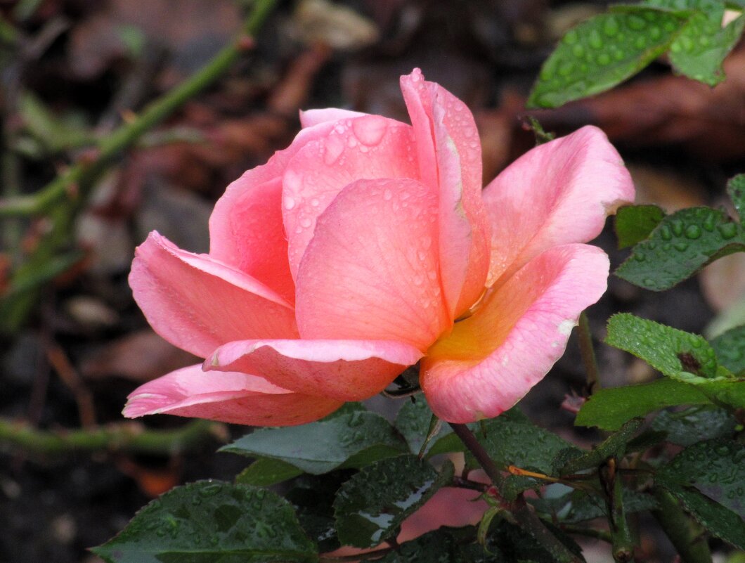 Розы... розы... - viach 