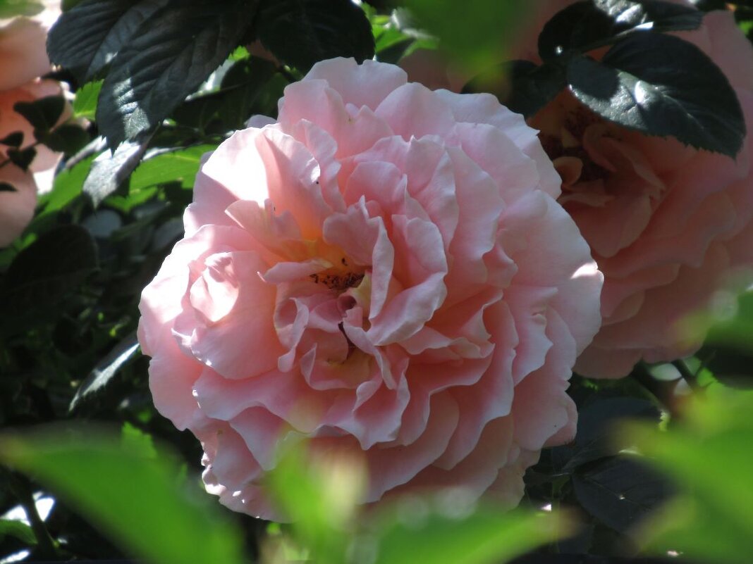 Розы... розы... - viach 