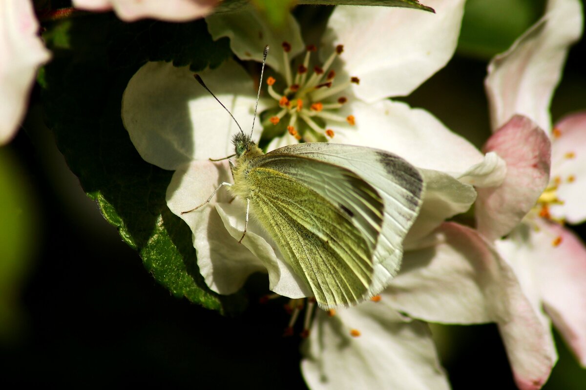 Первые бабочки - Юрий. Шмаков