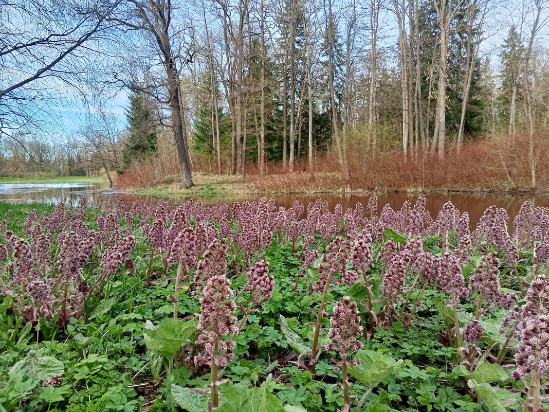 Весна - Сапсан 
