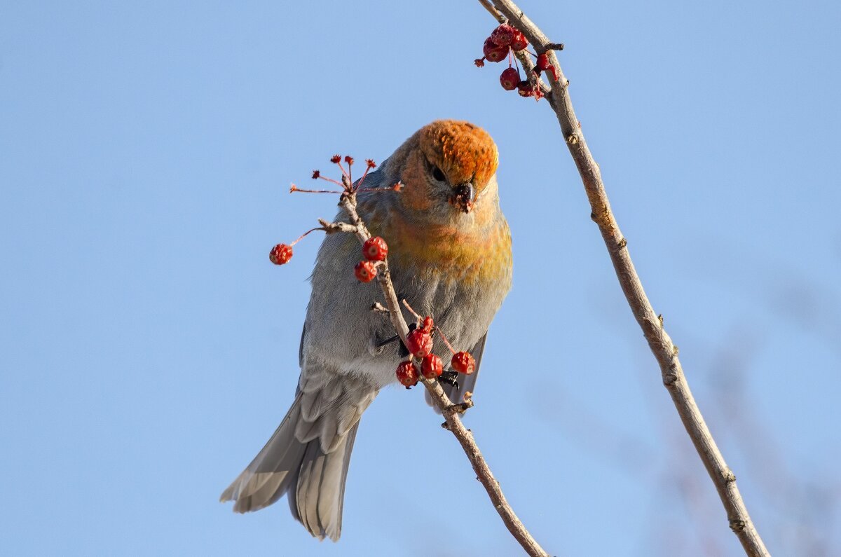 Щур. - Виктор Иванович Чернюк Щур. - Виктор Иванович Чернюк