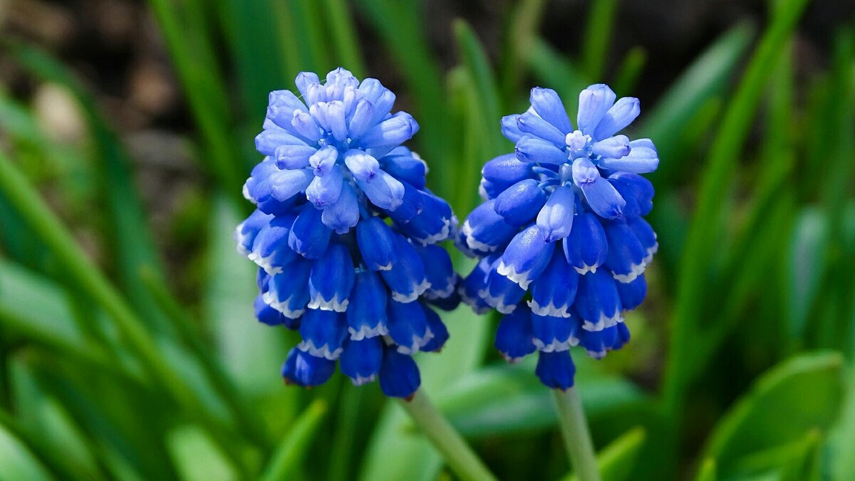 Городские цветы (мускари) - Милешкин Владимир Алексеевич Городские цветы (мускари) - Милешкин Владимир Алексеевич